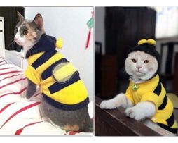 1Pcs Pet Clothes Cute Bees Dog Cat Clothes Soft Fleece Teddy Poodle Dog Clothing Pet Product Supplies Accessories 7z-ca217